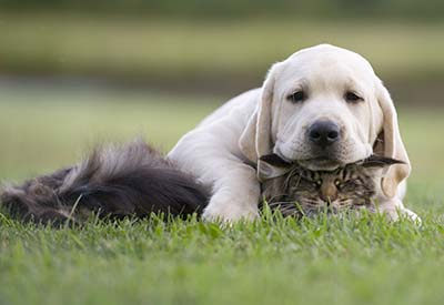Dyrevennlig gårdshus i Italia? Selvfølgelig!