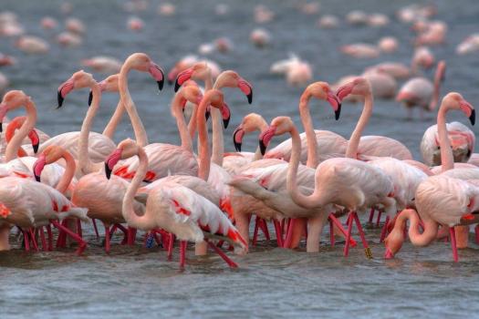 Fuglene i Po-elvedeltaet: rosa flamingoer